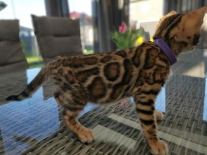 Wunderschöne Kontrastreiche Bengalkitten