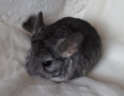 Chinchilla Jungtiere Normalfell und Angora