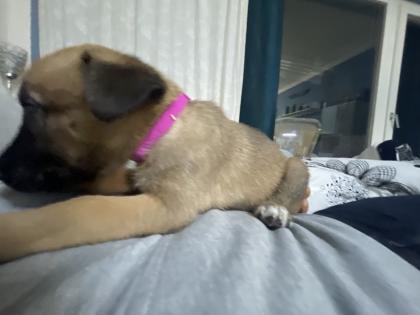 11 Süße Malinois Welpen suchen ein neues Zuhause