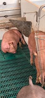 Duroc Pietrain Ferkel, Schinkenschweine
