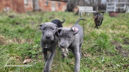 Saupackerwelpen Doggenmix Cane Corso Italiano