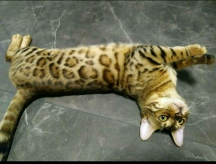 Bengalkitten Katze Kater mit Stammbaum