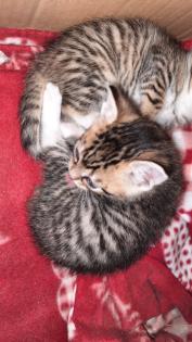 Kitten / Katzenbabys