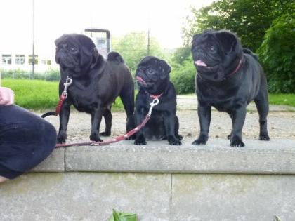 Mops Welpen