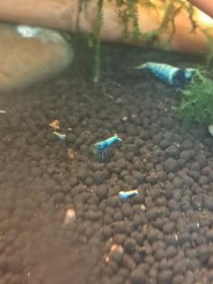 Caridina Deep Blue Bolt low-mid Süßwasser Garnelen