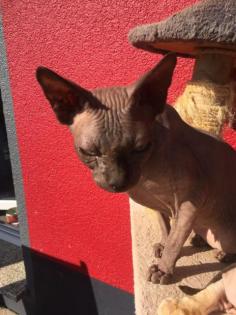DonSphynx
