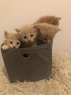 Maine Coon reinrassig