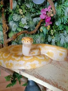 Albino Tigerpython zu verkaufen