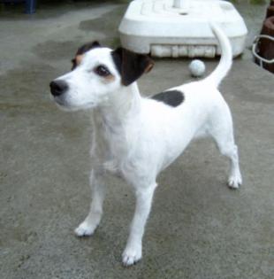 Jack Russell Terrier Hündin
