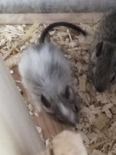 Degus 3 zu vermitteln