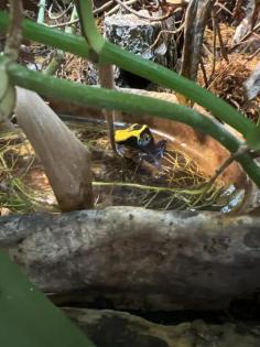Verschenke 1 Schreckliche Pfeilgiftfrosch Phyllobates terribilis und 1 Färberf