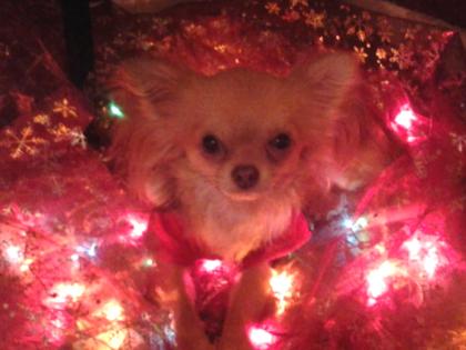 Schöner Chihuahua schoko tan