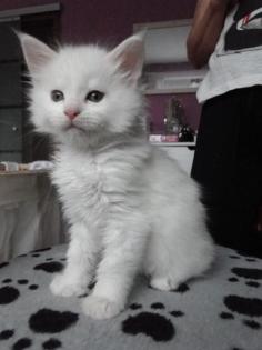 Maine Coon Kitten zu verkaufen