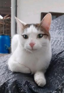Katze / Kater gesucht vermisst entlaufen