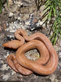 Boa Constrictor