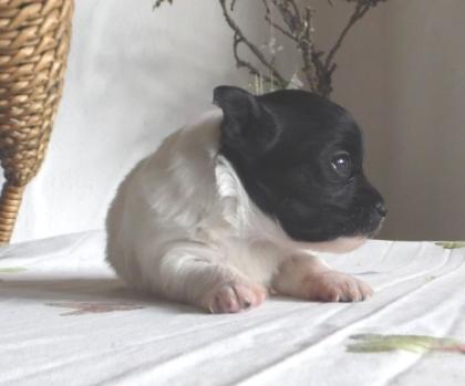 Chihuahua Welpen lang/kurzhaar