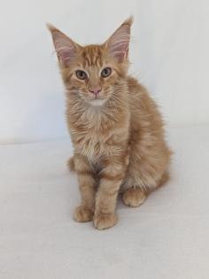 Maine Coon Kitten, sofort abgabereit