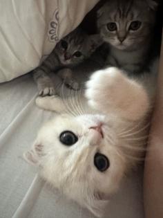Britisch Kurzhaar Katzen