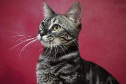 Bengal Mädchen
