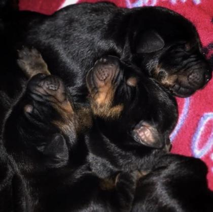 Reinrassige Dobermann Welpen