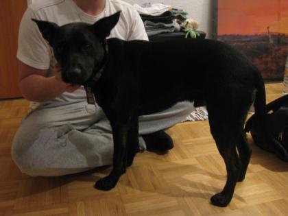 Schöner Labrador Mix, geimpft, kastriert, hundeschule
