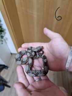 Boa constrictor Babys