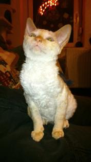 Cornish Rex lockenkatze-siammix für allergiker geeignet