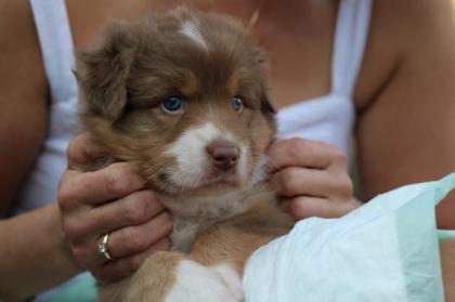 Australian Shepherd Welpen