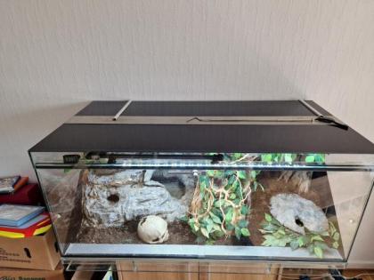 Zwei Kornnatter zu verkaufen. Mit oder ohne Terrarium
