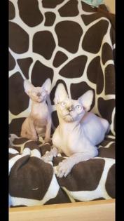 Canadian Sphynx