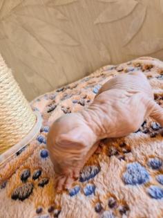 Sphynx Elf Stammbaum blau Augen Kanadische Katze