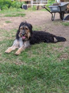 Lebensfroher Briard Mix sucht liebevolles Zuhause mit Garten