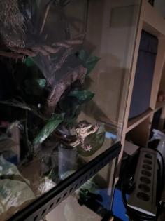 Gargoylegecko 1. 0 Adult