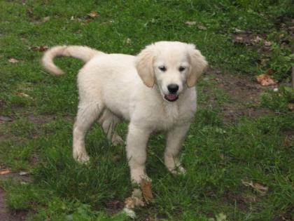 Golden Retriever Welpen mit Papiere