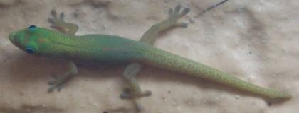 Phelsuma laticauda laticauda
