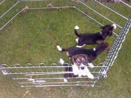 3 wunderschöne Beaglewelpen suchen neuen Wirkungskreis