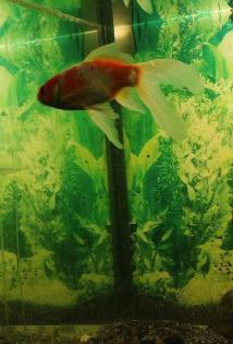 Goldfisch Sehr schön. 15 cm