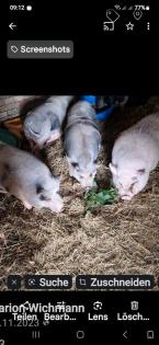 Minni schweine