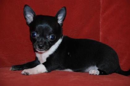 Chihuahua Hündin MINI