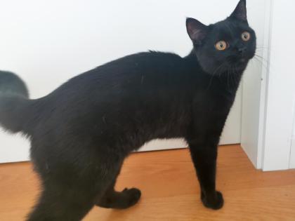 Kater BKH - schwarz/dunkelbraun - 8 Monate alt