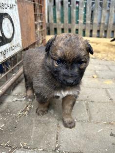Welpen Bordercollie x Harzer Fuchs