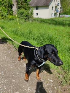 Jagdhundmischlingswelpen Dackel mit Jagdterrier und Bracke