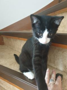 Geschwisterpärchen Katzen Kinder