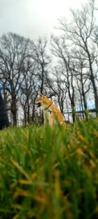 Akita Inu Deckrüde