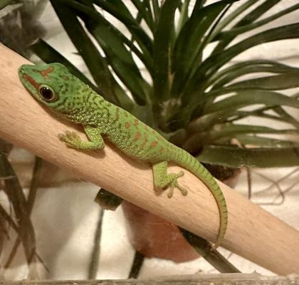 PHELSUMA GRANDIS NZ großer Madagaskar Taggecko