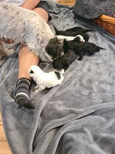 Bolonka/ Chinese crested Mixwelpen