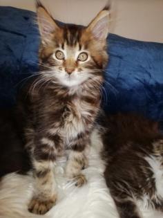 Maine Coon Kittenkater mit tollem Stammbaum jetzt Abgabe bereit
