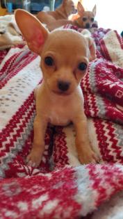 Süßer Chihuahua-Welpe in liebevolle Hände abzugeben -