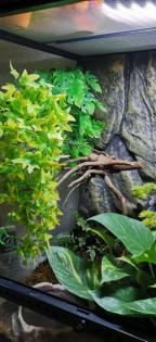 2 Rotaugenlaubfrösche - Agalychnis callidryas mit Terrarium von Exo Terra