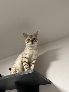 Bengal Paar Katze/Kater